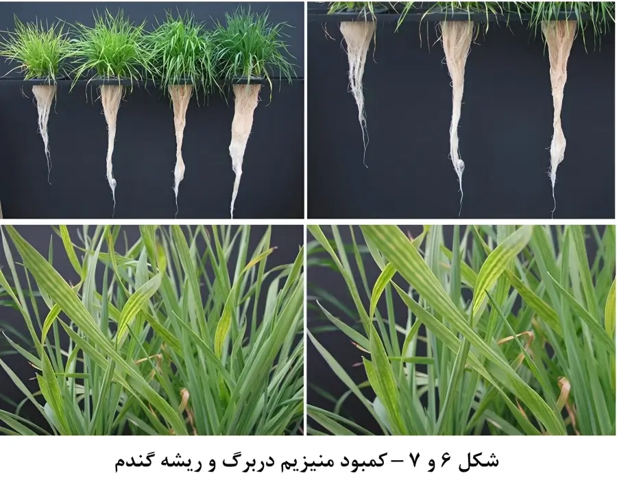 علائم کمبود منیزیم در گندم (تصویر انتشاری در فروشگاه فارمر شاپ)