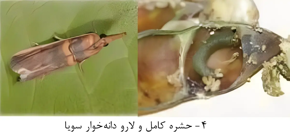 آشنایی با آفت دانه خوار سویا