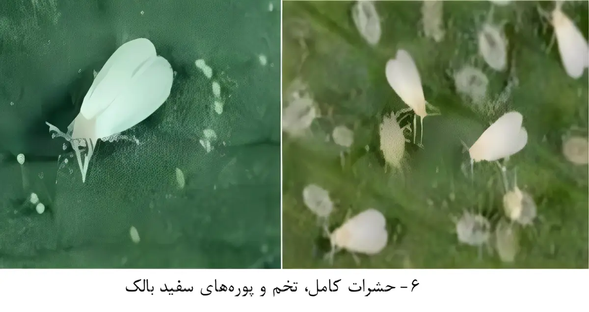 سفید بالک و روشهای کنترل ان را بشناسید