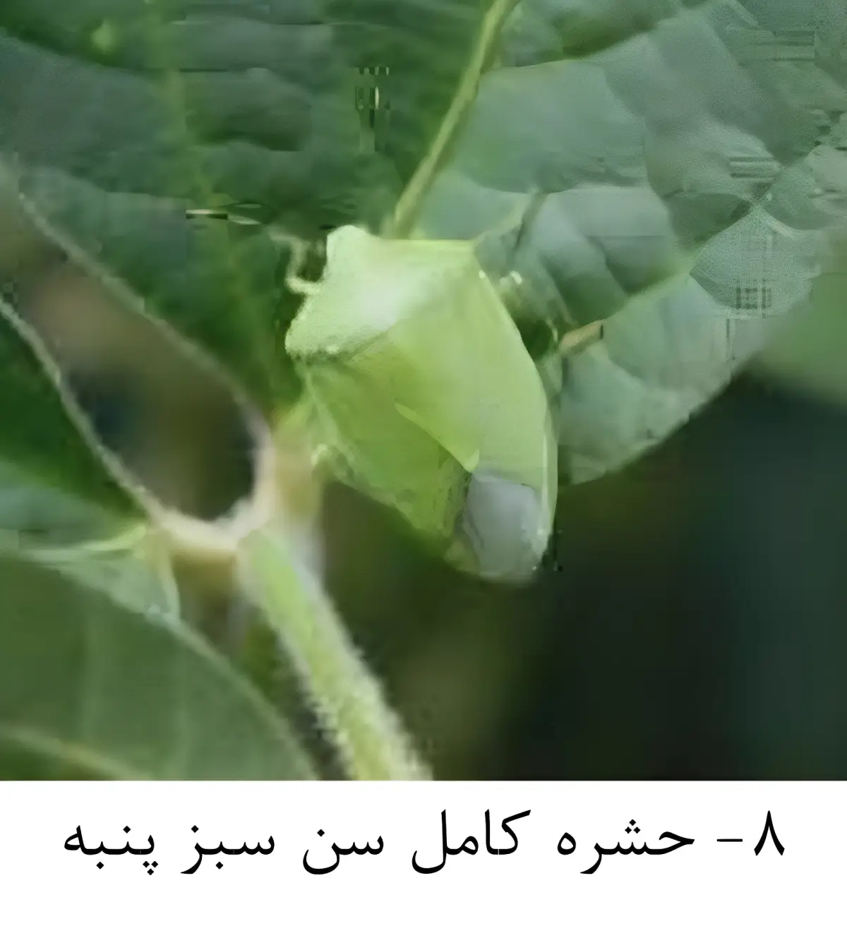 آشنایی با سن سبز پنبه