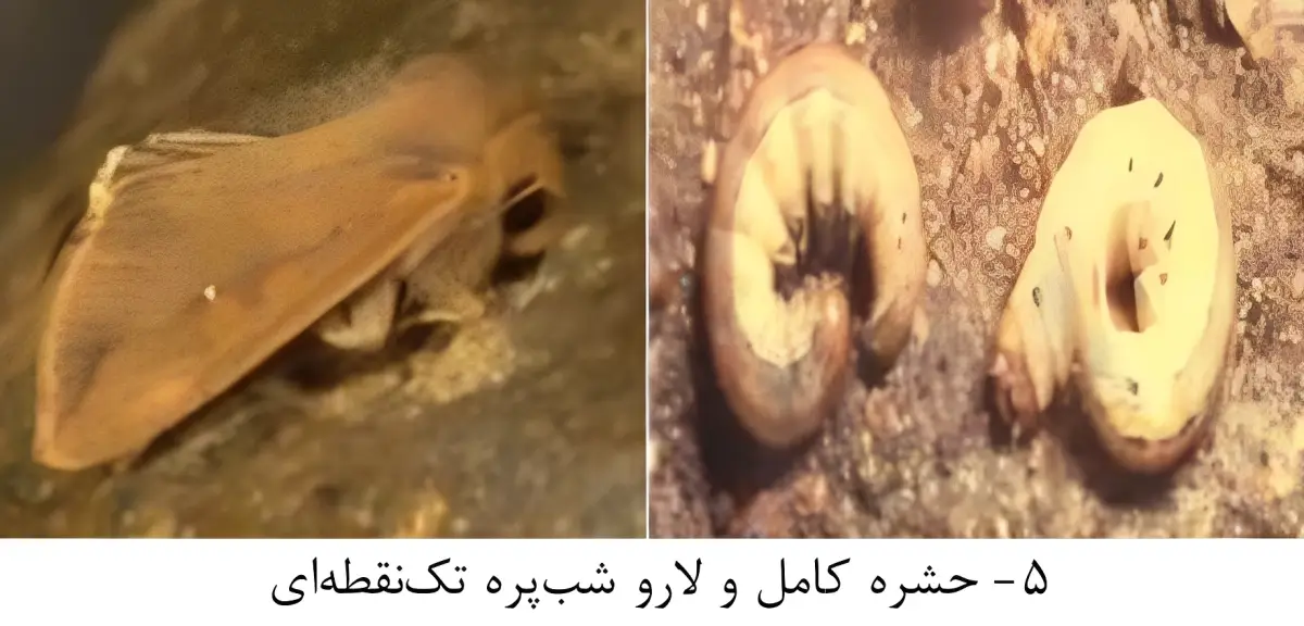 شناخت شب پره تک نقطه ای و مدیریت آن