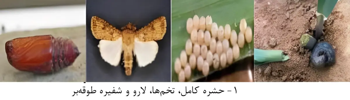 کرم طوقه بر یا اگروتیس را بشناسید