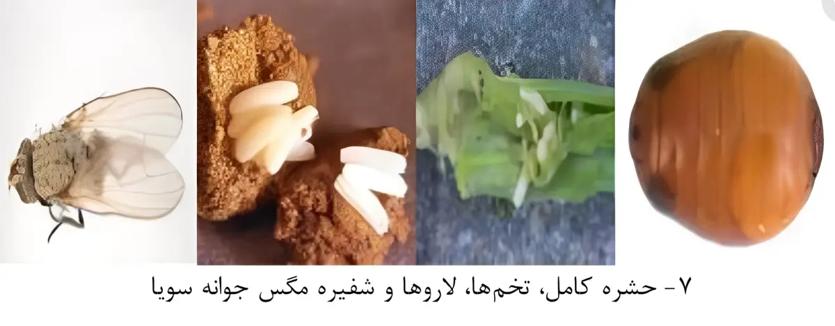 شناخت مگس جوانه سویا و روشهای کنترل آن