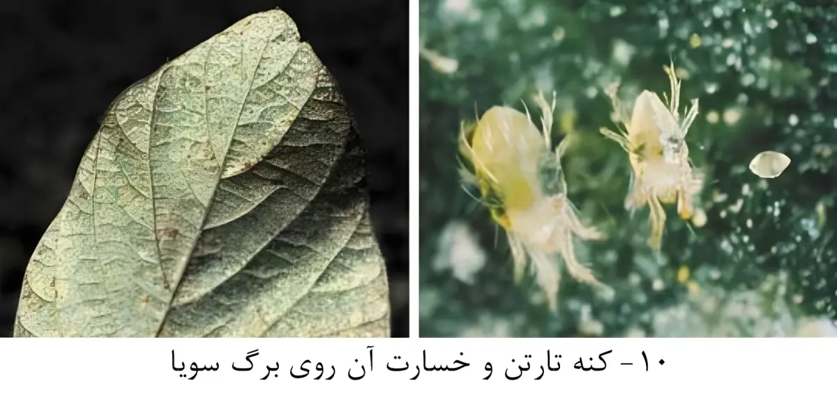 مشخصات و روش کنترل کنه تارتن