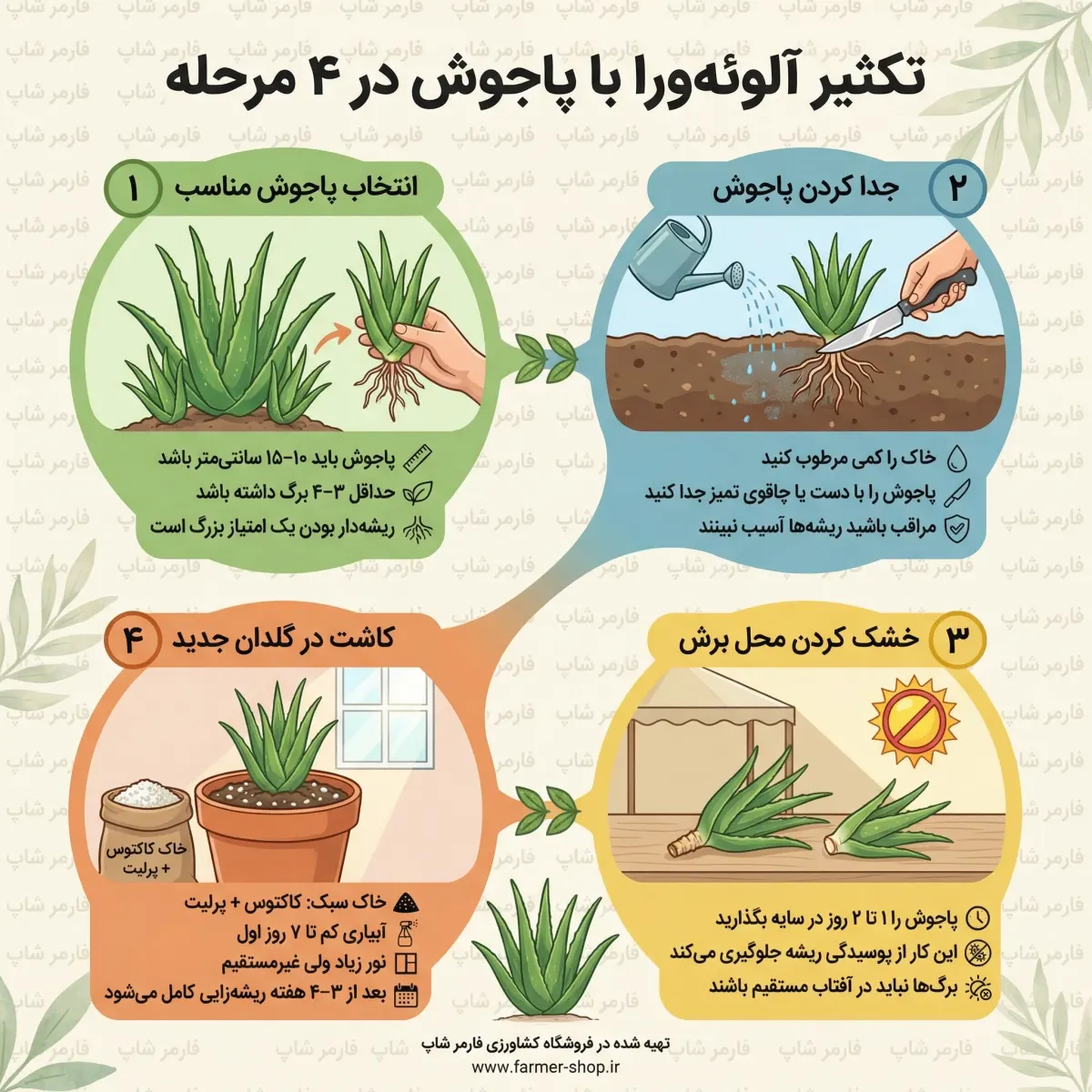اینفوگراف روش تکثیر آلوئه ورا با پاجوش