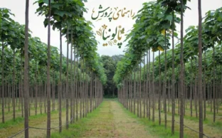 راهنمای جامع و کامل کاشت و پرورش پالونیا
