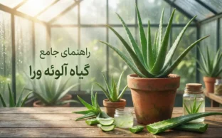 راهنمای کامل کاشت ،داشت و برداشت گیاه آلوئه ورا